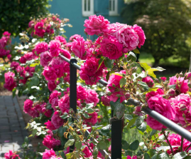 Host a Garden Tea Party
