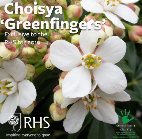 Introducing our beautiful Choisya 'Greenfingers'