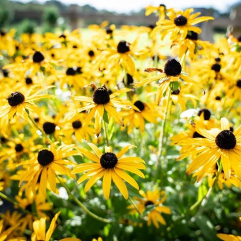 New Gardens for Rainbows Hospice and Little Harbour