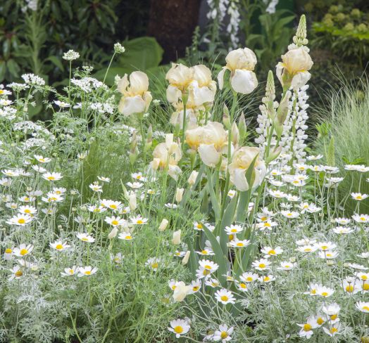 The Greenfingers Charity Garden at the 2019 RHS Chelsea Flower Show